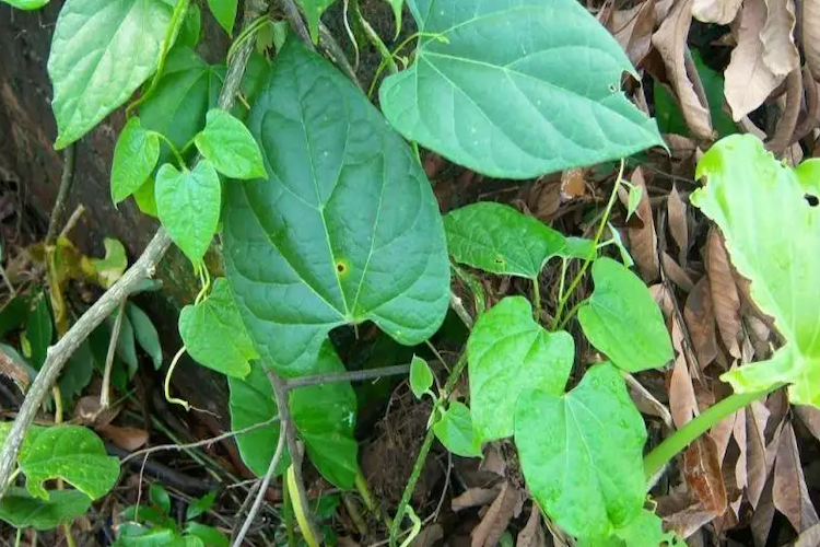 中华青牛胆全株图 中华青牛胆全株图