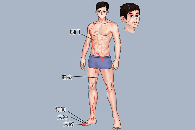 足厥阴肝经图 足厥阴肝经图