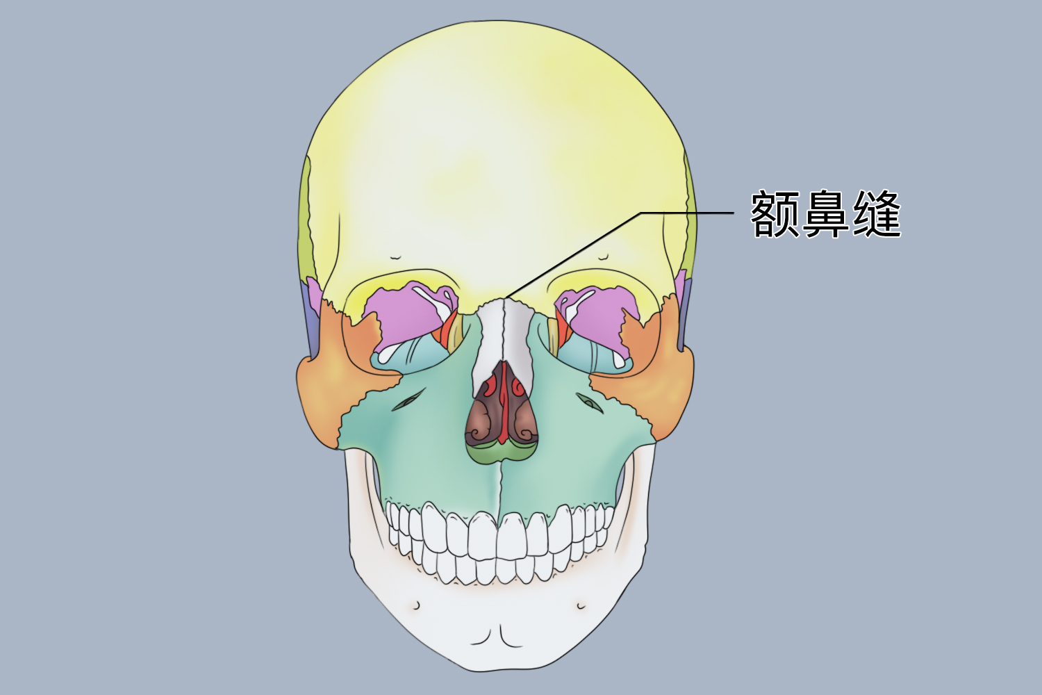 额鼻缝的解剖位置图 额鼻缝的解剖位置图