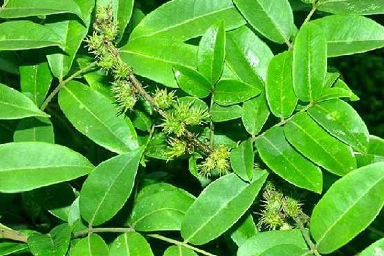 单面针原植株图 单面针原植株图