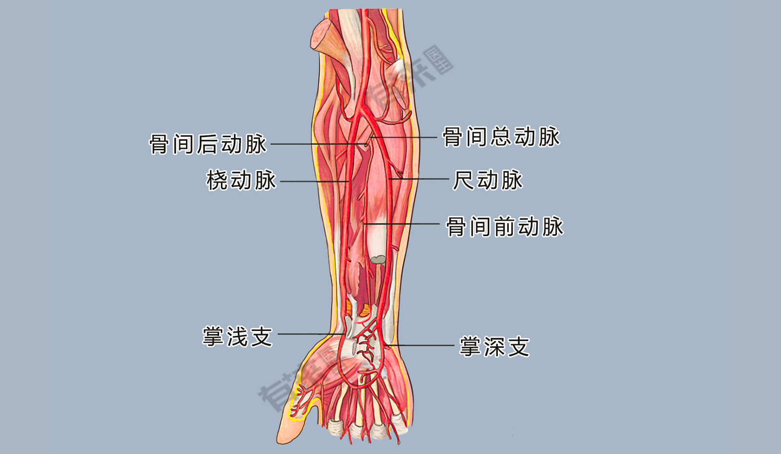 尺动脉位置的图示图片