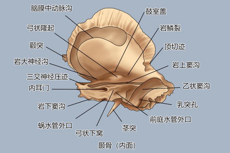 颞骨解剖图