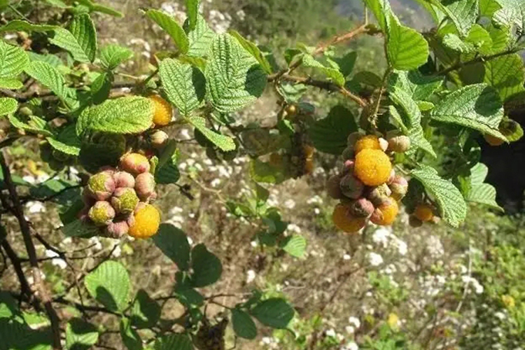 黄泡刺根原植株图