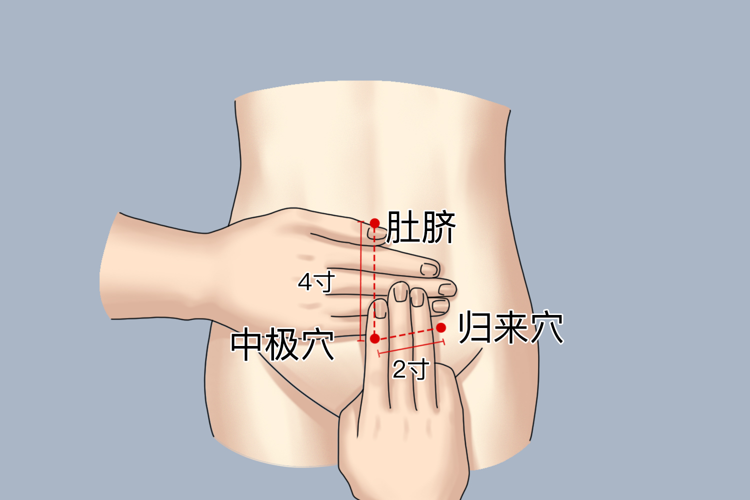 归来穴准确位置图 归来穴准确位置图