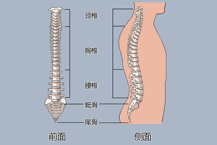 尾巴骨在哪个位置图片