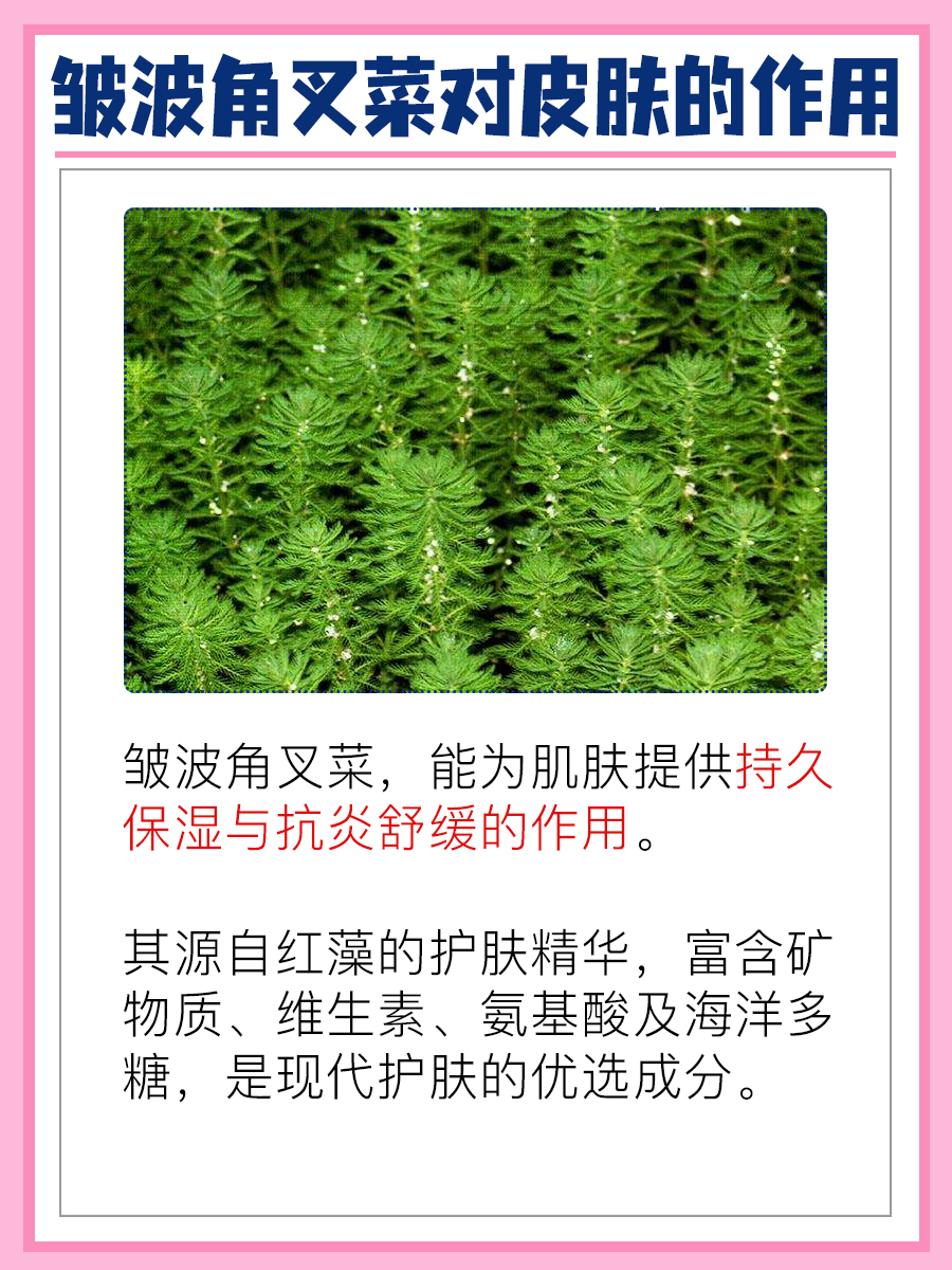 一文解析：皱波角叉菜对皮肤有何作用？