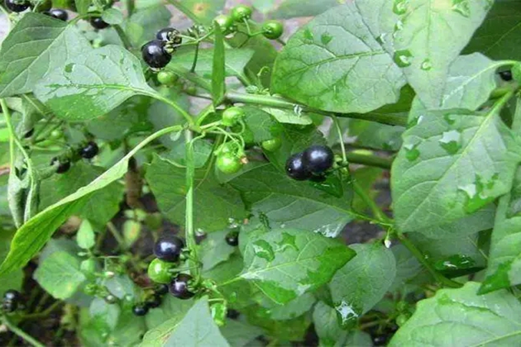 野生龙葵植株图