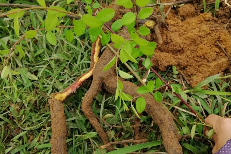 老鼠藤根原植株图 老鼠藤根原植株图