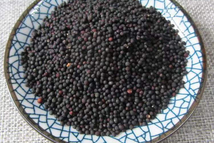 中药王不留行图