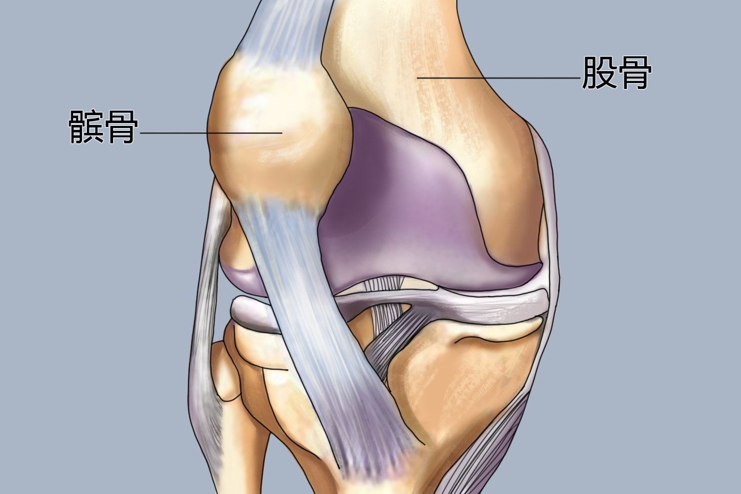 髌骨与股骨位置图