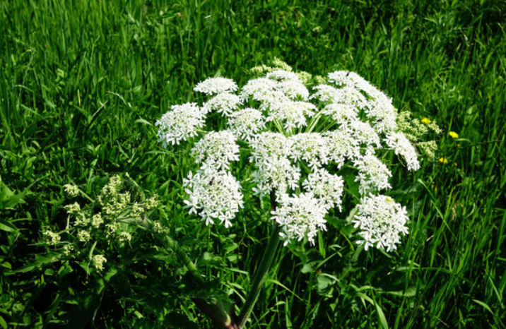 走马芹植株开花图 走马芹植株开花图