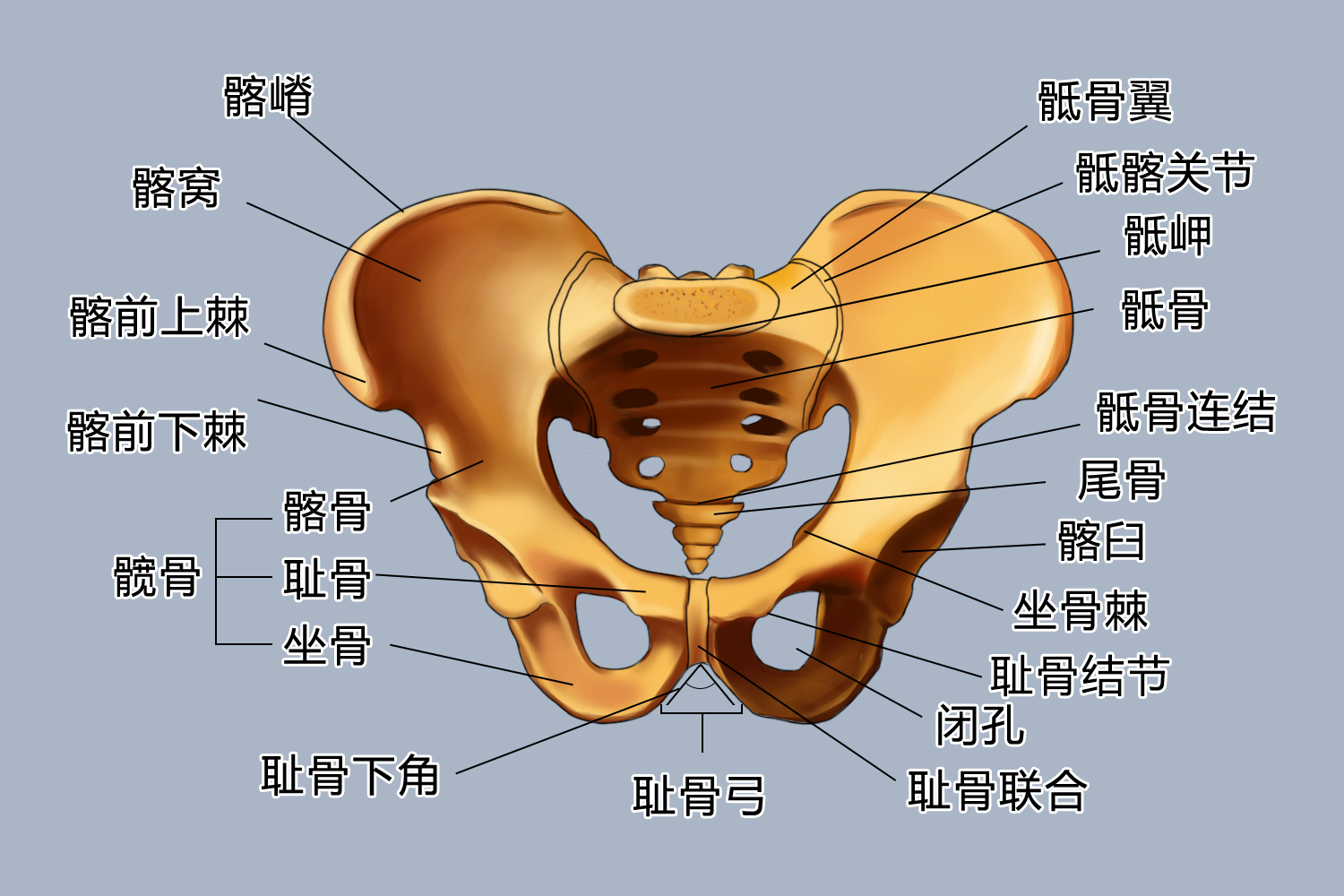 骨盆上口的平面与水平面构成的角度约为50°