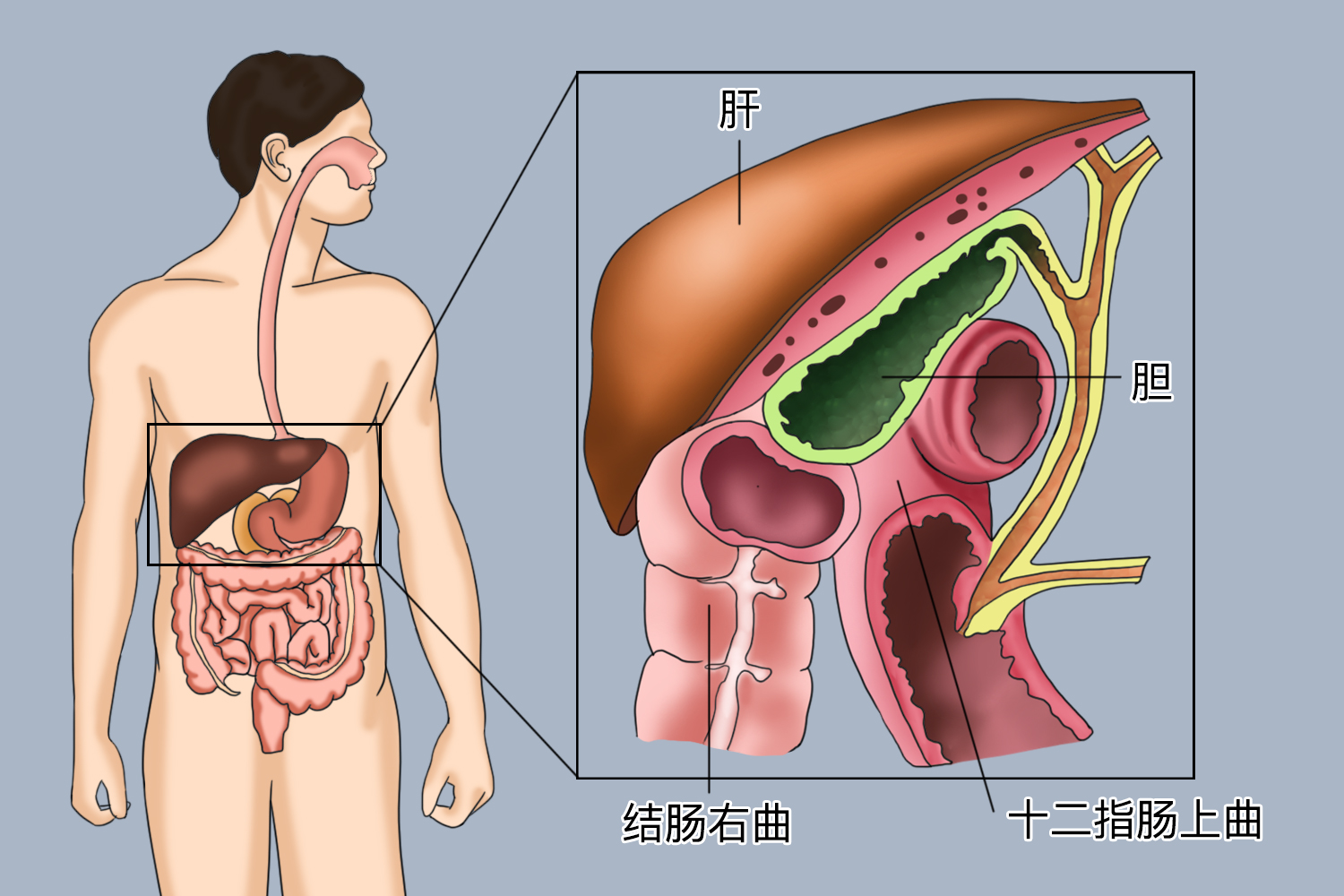 胆囊位置图 胆囊位置图