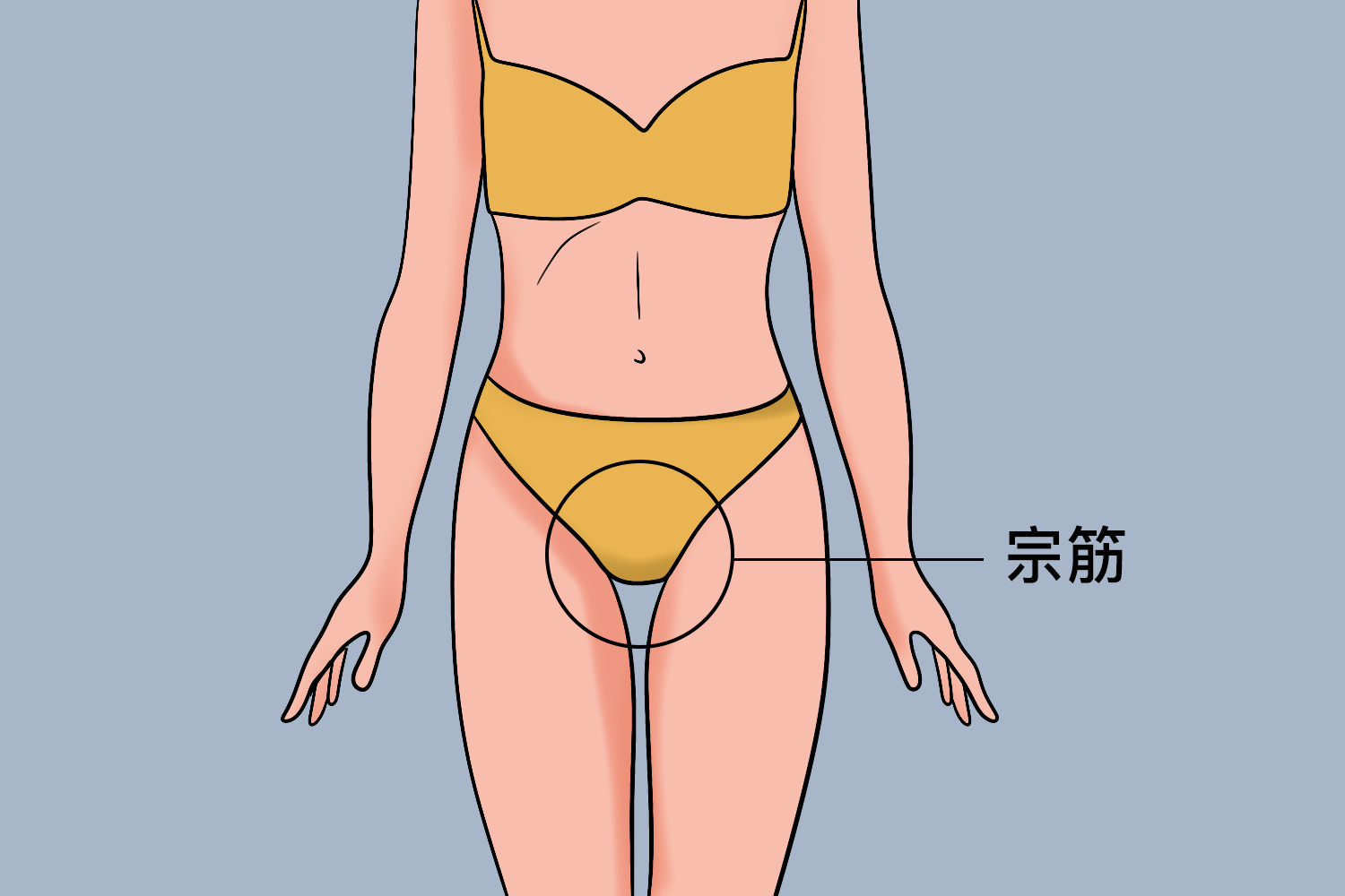 女士宗筋位置图
