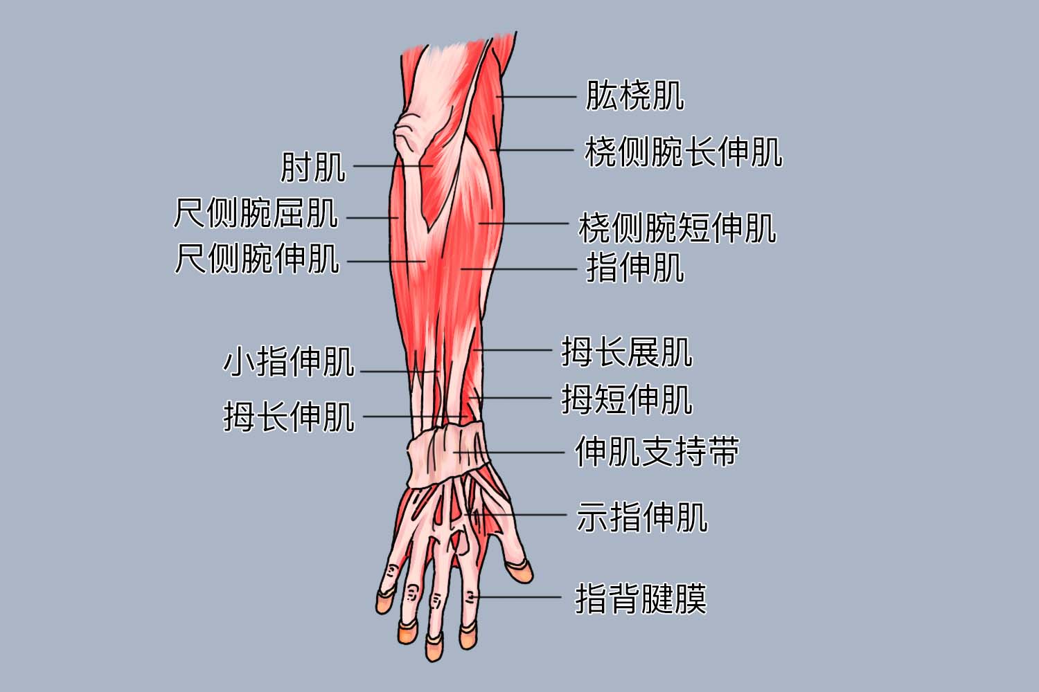 胳膊肌肉构造图图片