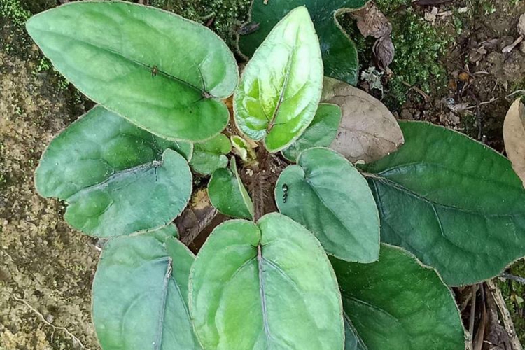 杏香兔耳风植株图