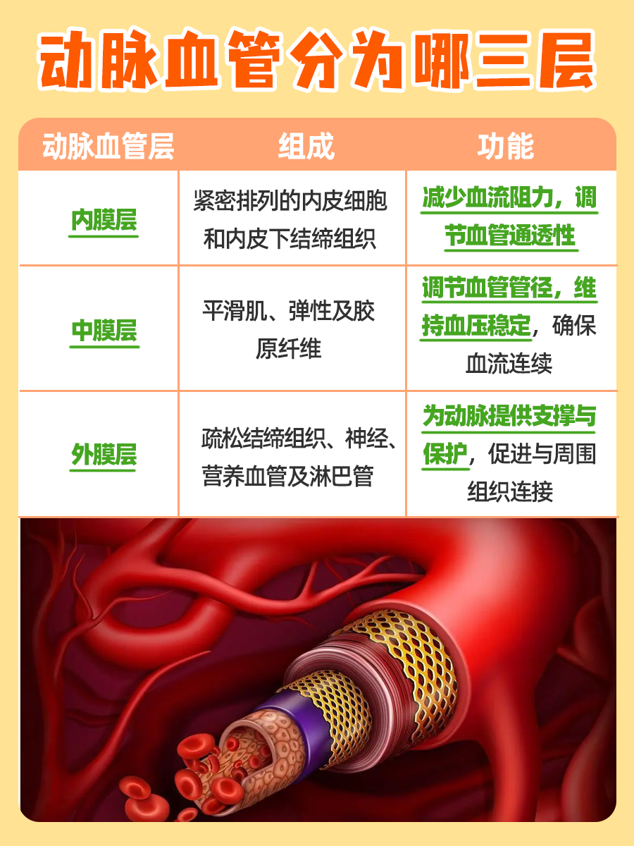 带你了解：动脉血管分为哪三层