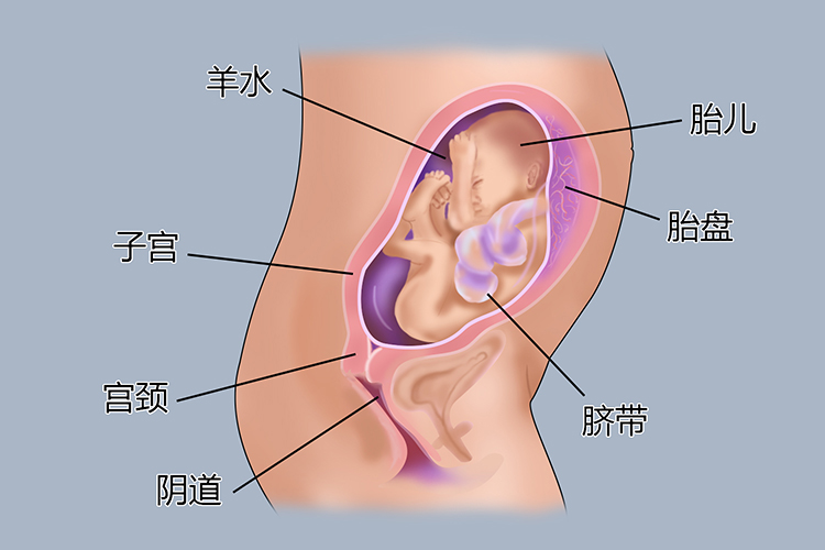 怀孕6个月胎儿图