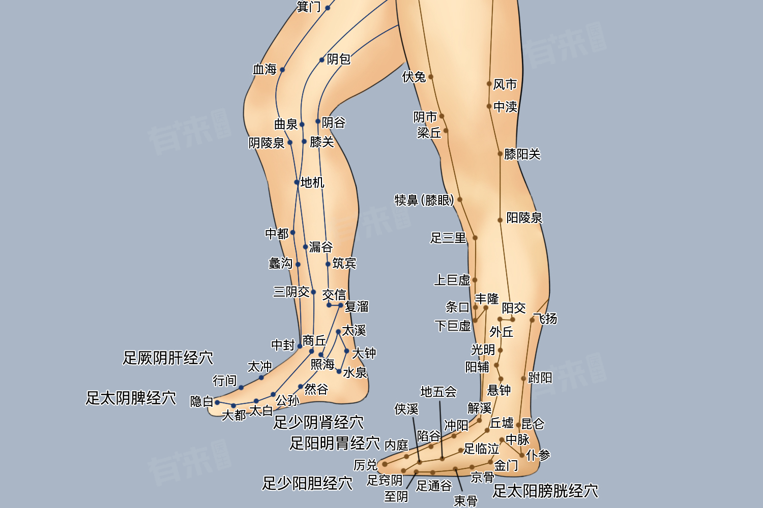 腿的穴位