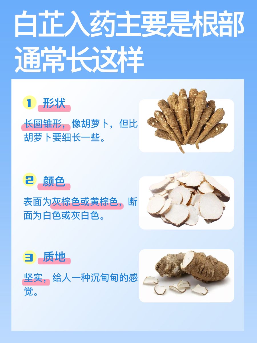 每日认识一味药：白芷究竟长啥样？