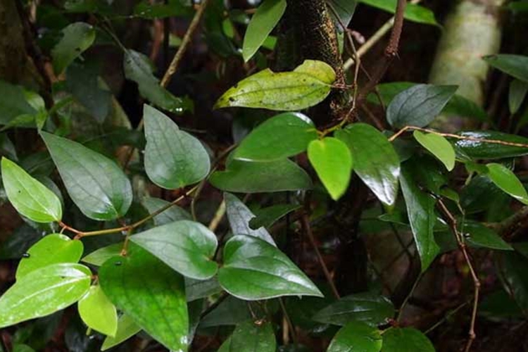 石楠藤植株图 石楠藤植株图