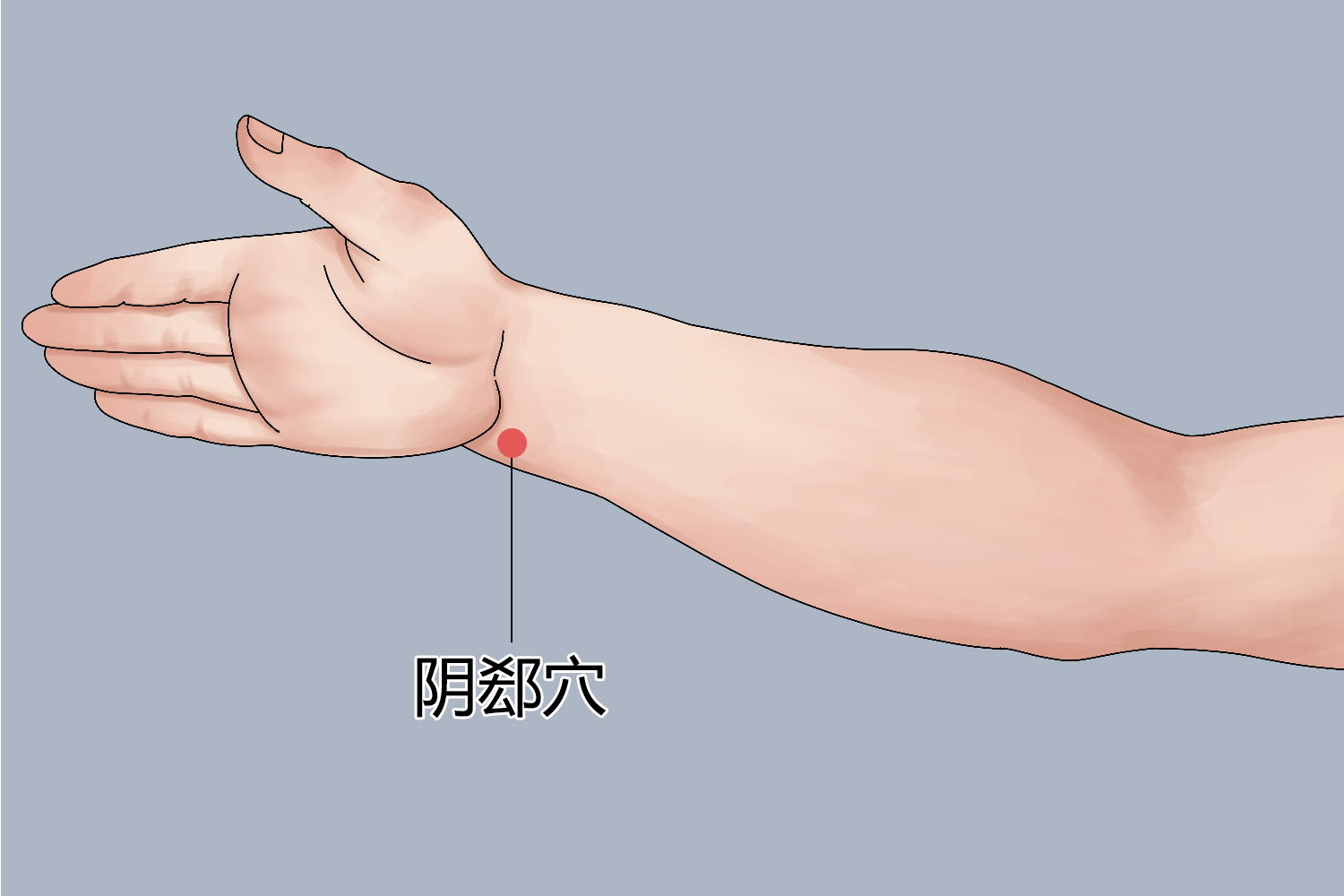 阴郄位置图 阴郄位置图