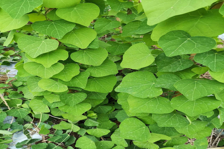 防己植株形态图