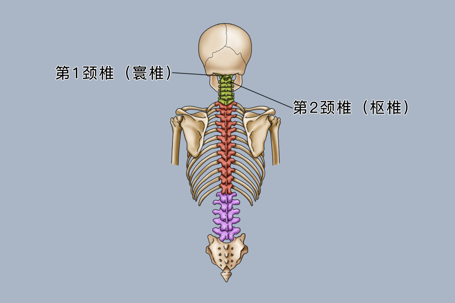 寰椎位置图