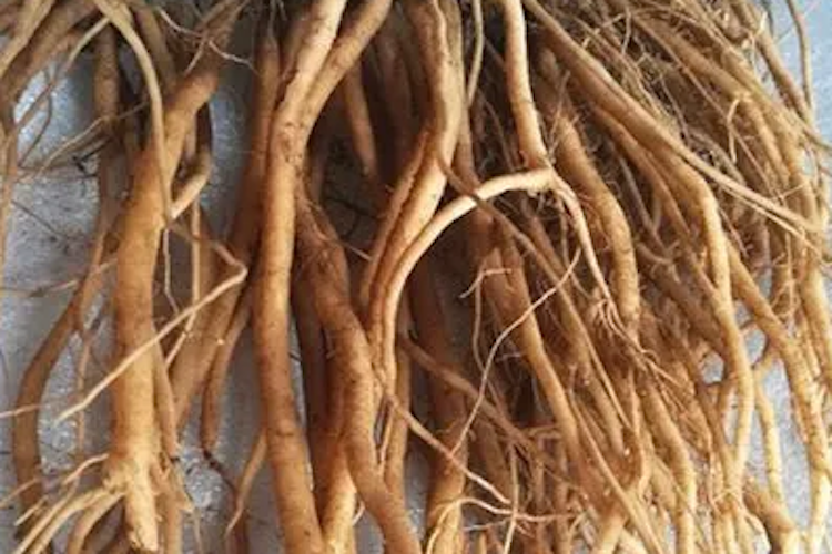 红牛膝中药图 红牛膝中药图