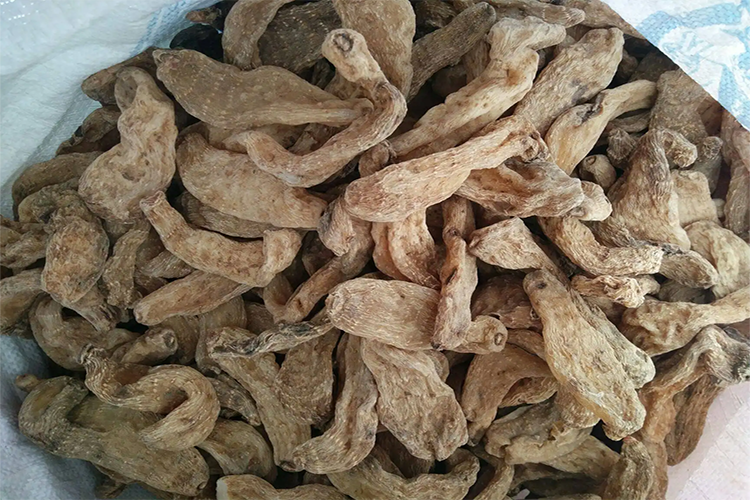 野生天麻药材图