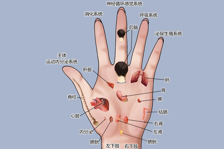 女性的左手掌反射区图