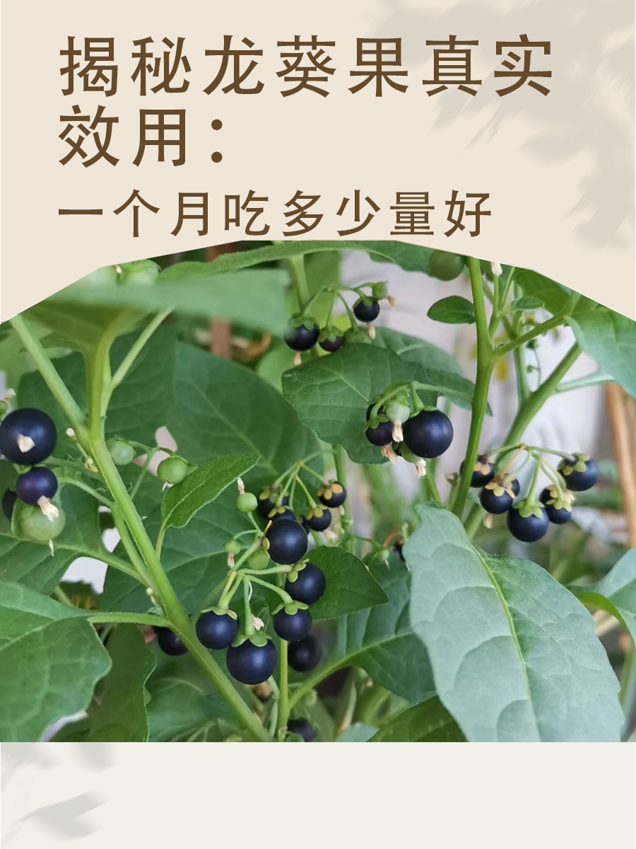 揭秘龙葵果真实效用：一个月吃多少量好