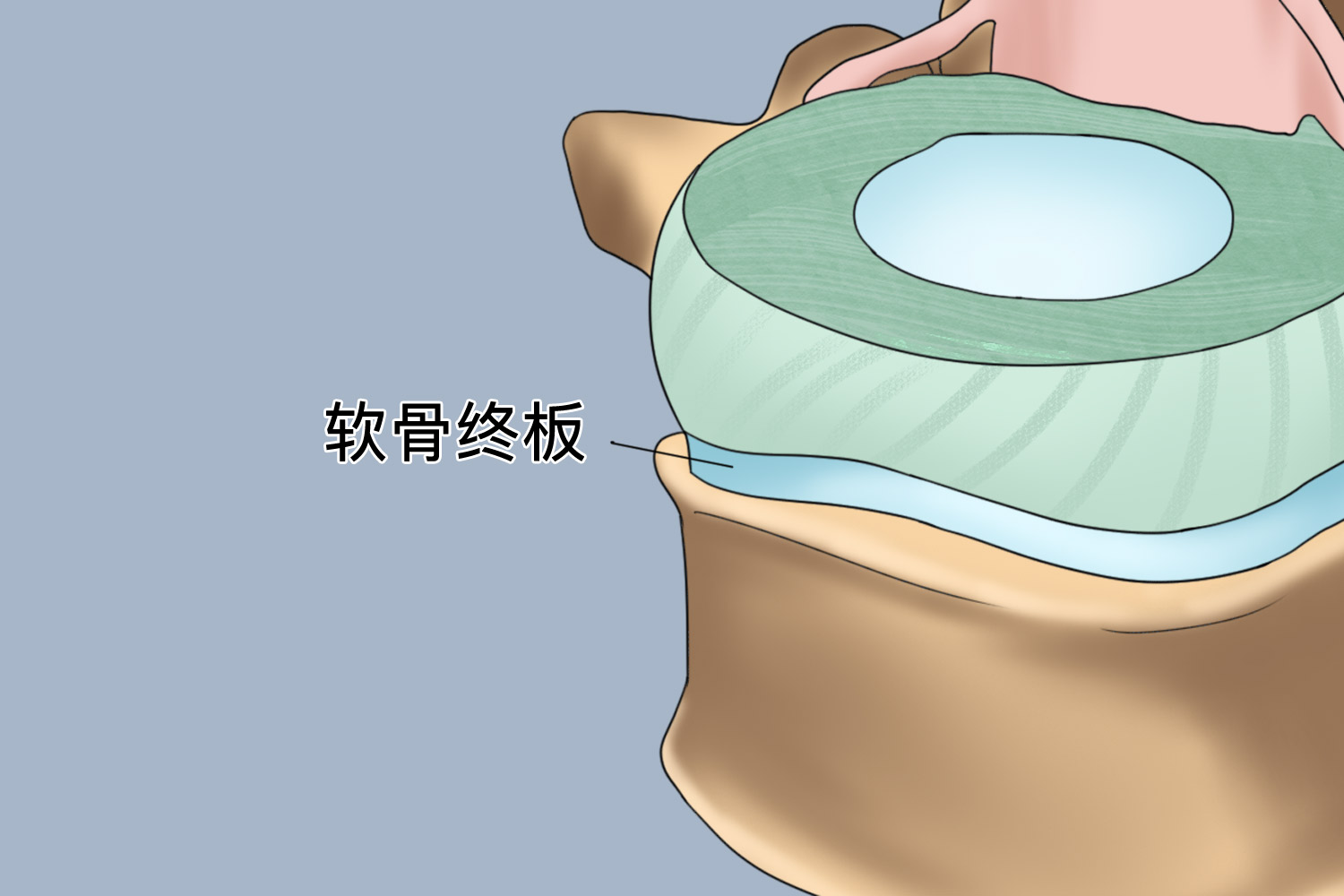 腰椎间盘软骨终板图