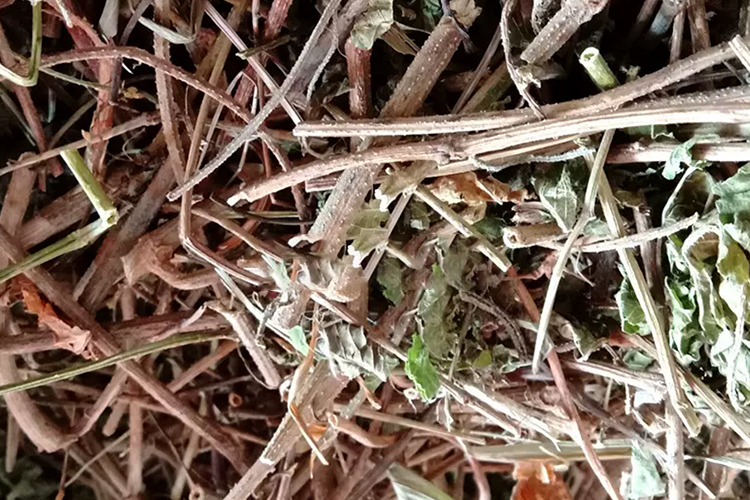 拉拉草图 拉拉草图