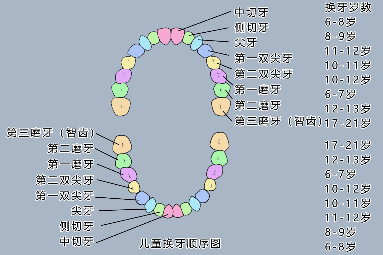 换牙顺序图 换牙顺序图