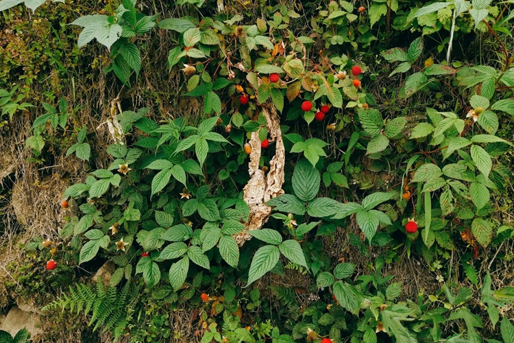 悬钩子原植株图 悬钩子原植株图