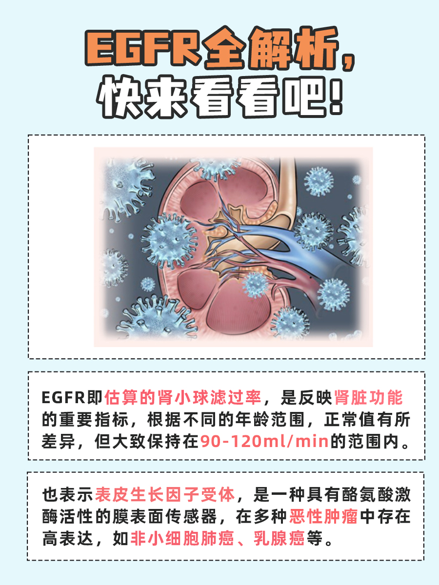 EGFR到底代表什么？看这里！