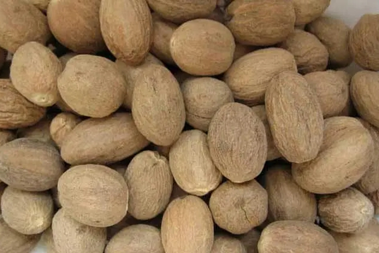 肉蔻药材性状图 肉蔻药材性状图