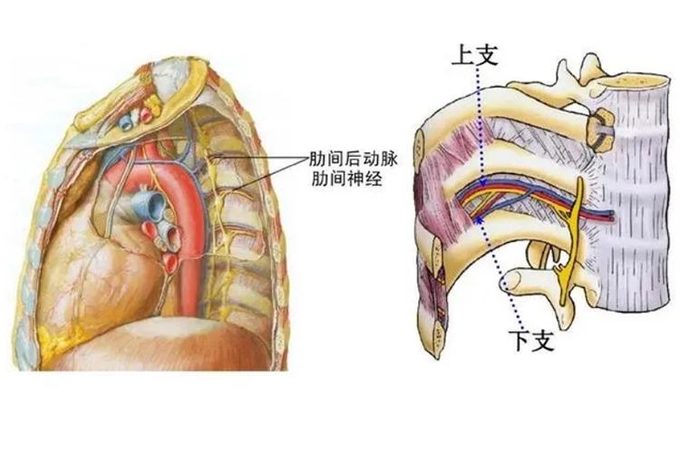 肋间后动脉走行示意图