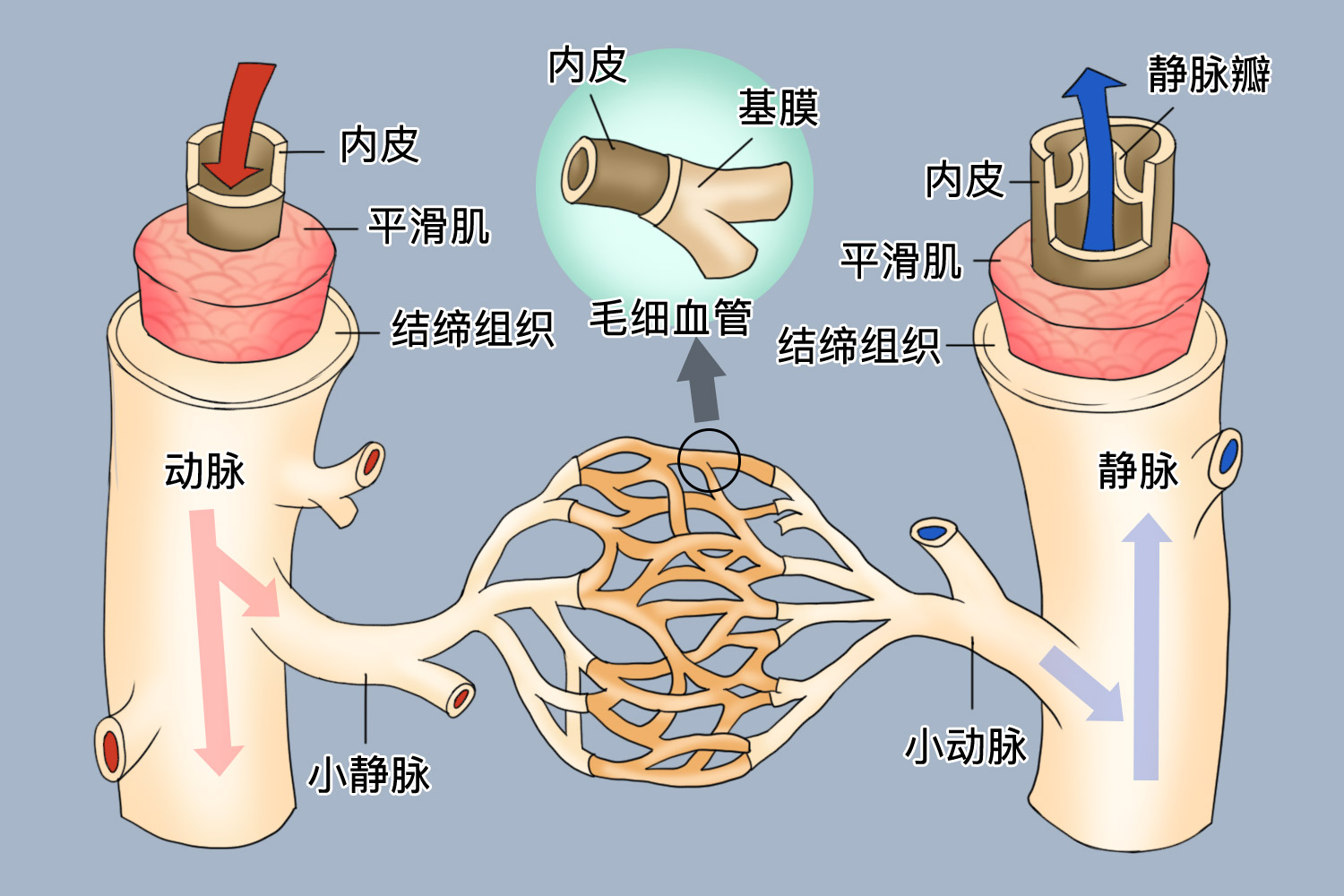 血管结构图