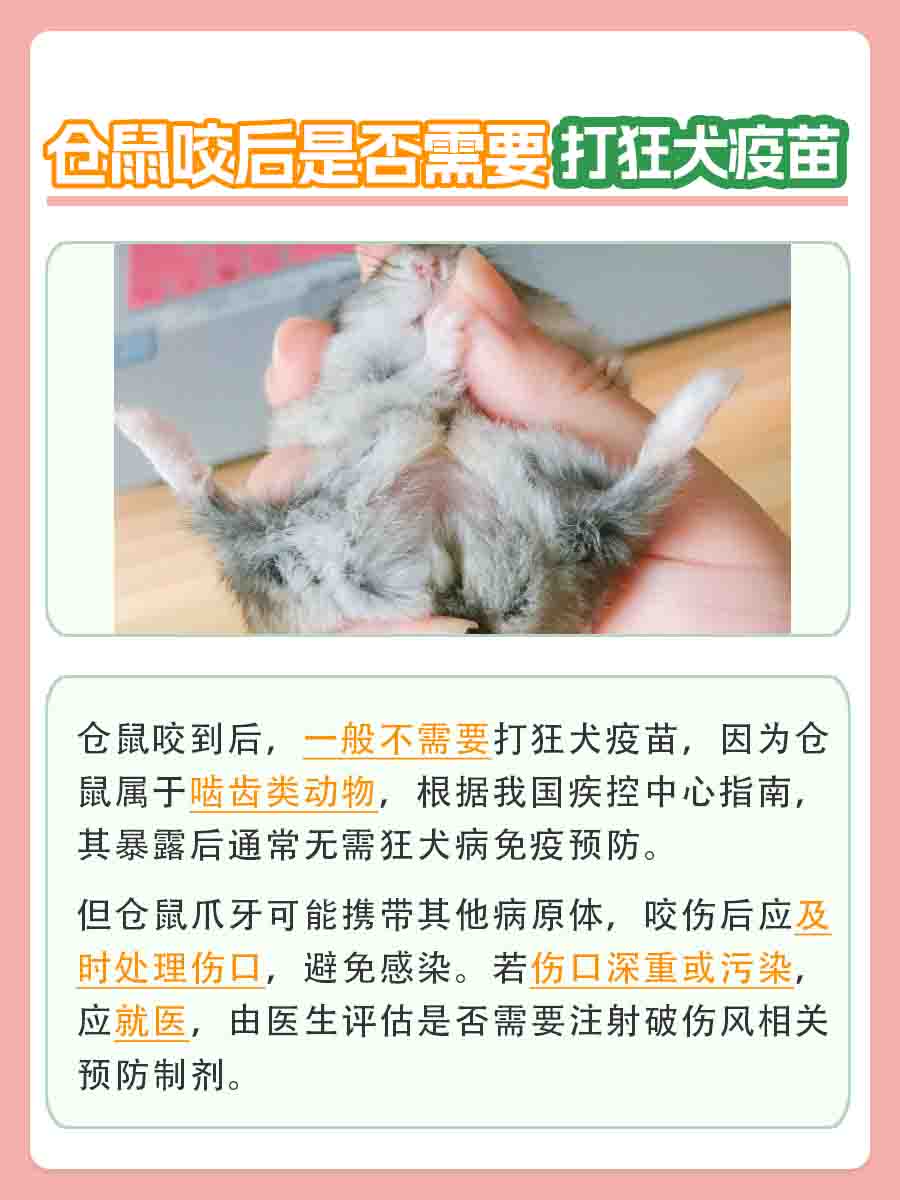 仓鼠咬到了要打狂犬疫苗吗？一文解答！
