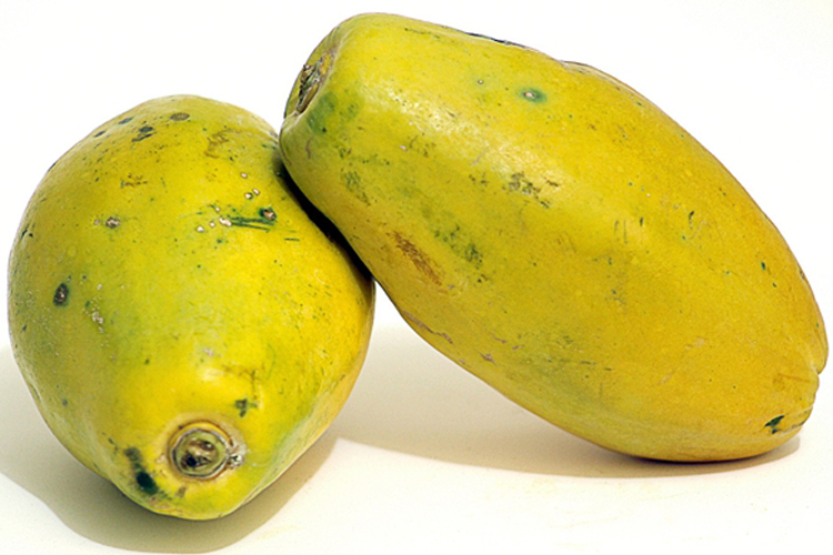宣木瓜成熟果实图