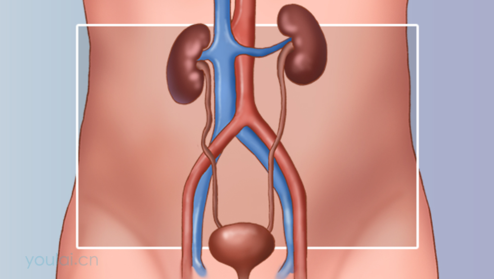 输尿管的位置、结构及功能