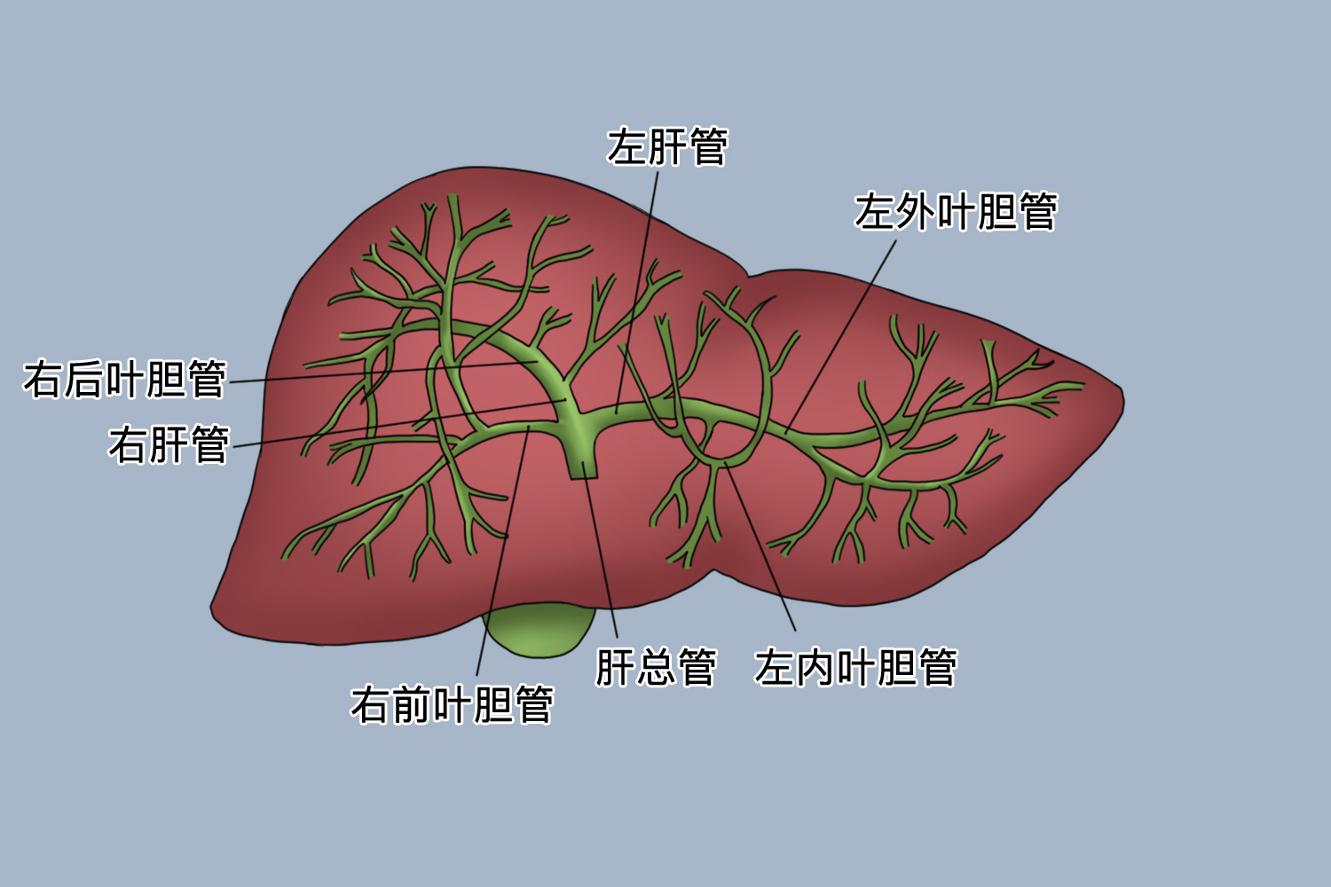 一、二级肝内胆管结构图