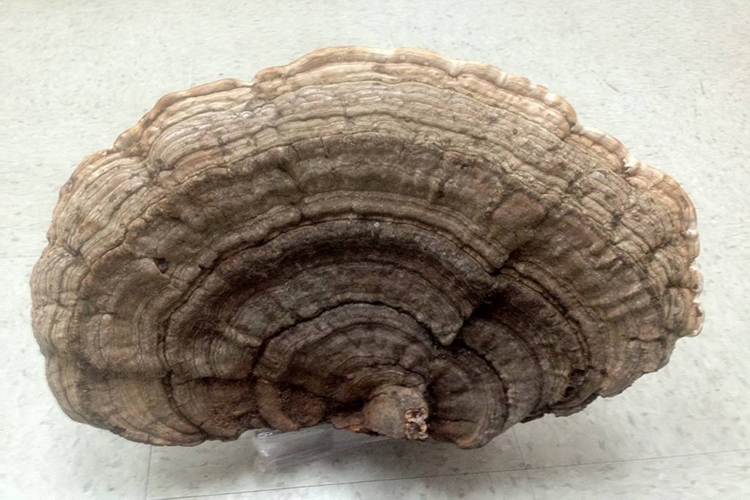 树舌药材图 树舌药材图