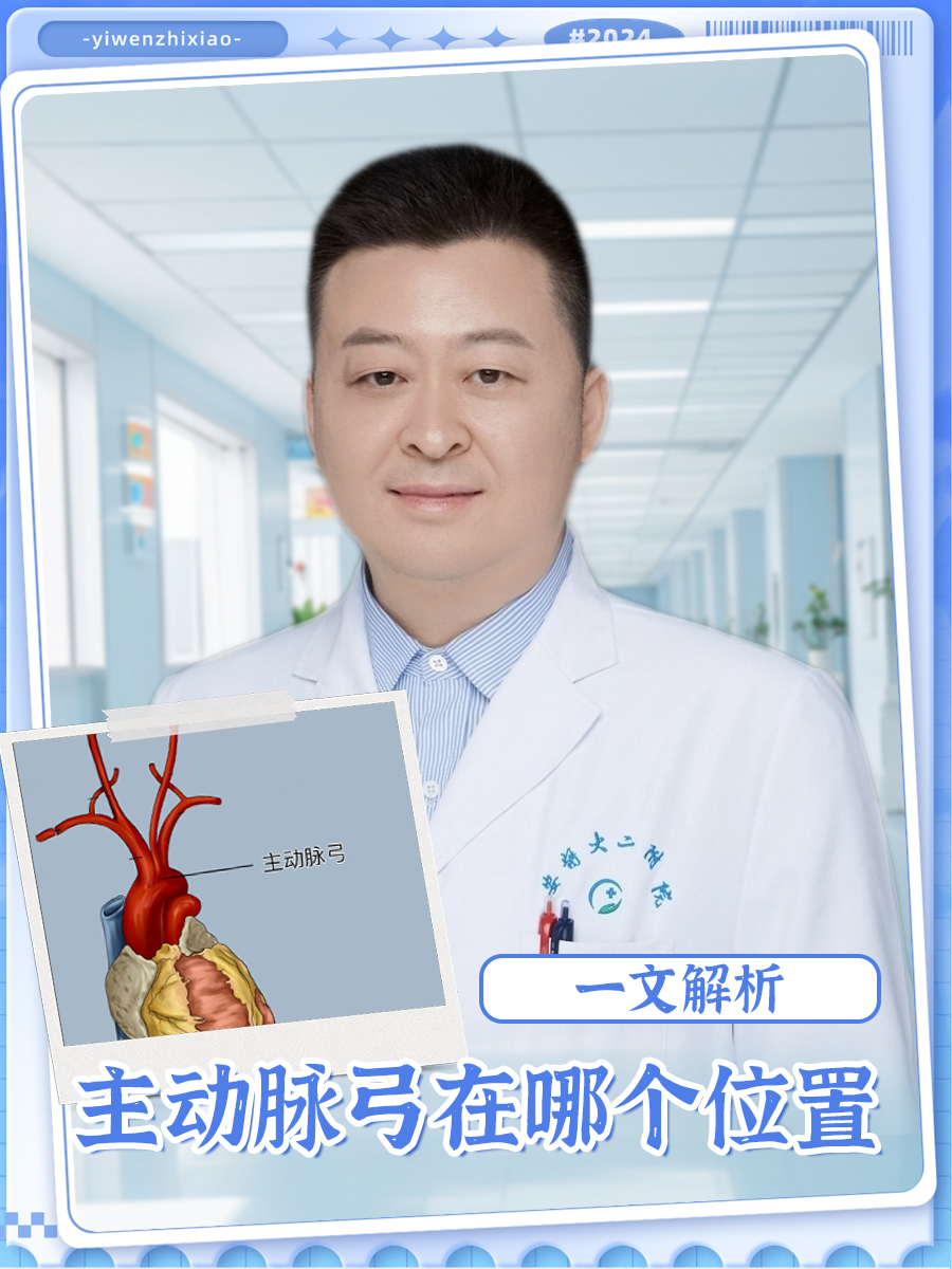 一文解析,主动脉弓在哪个位置