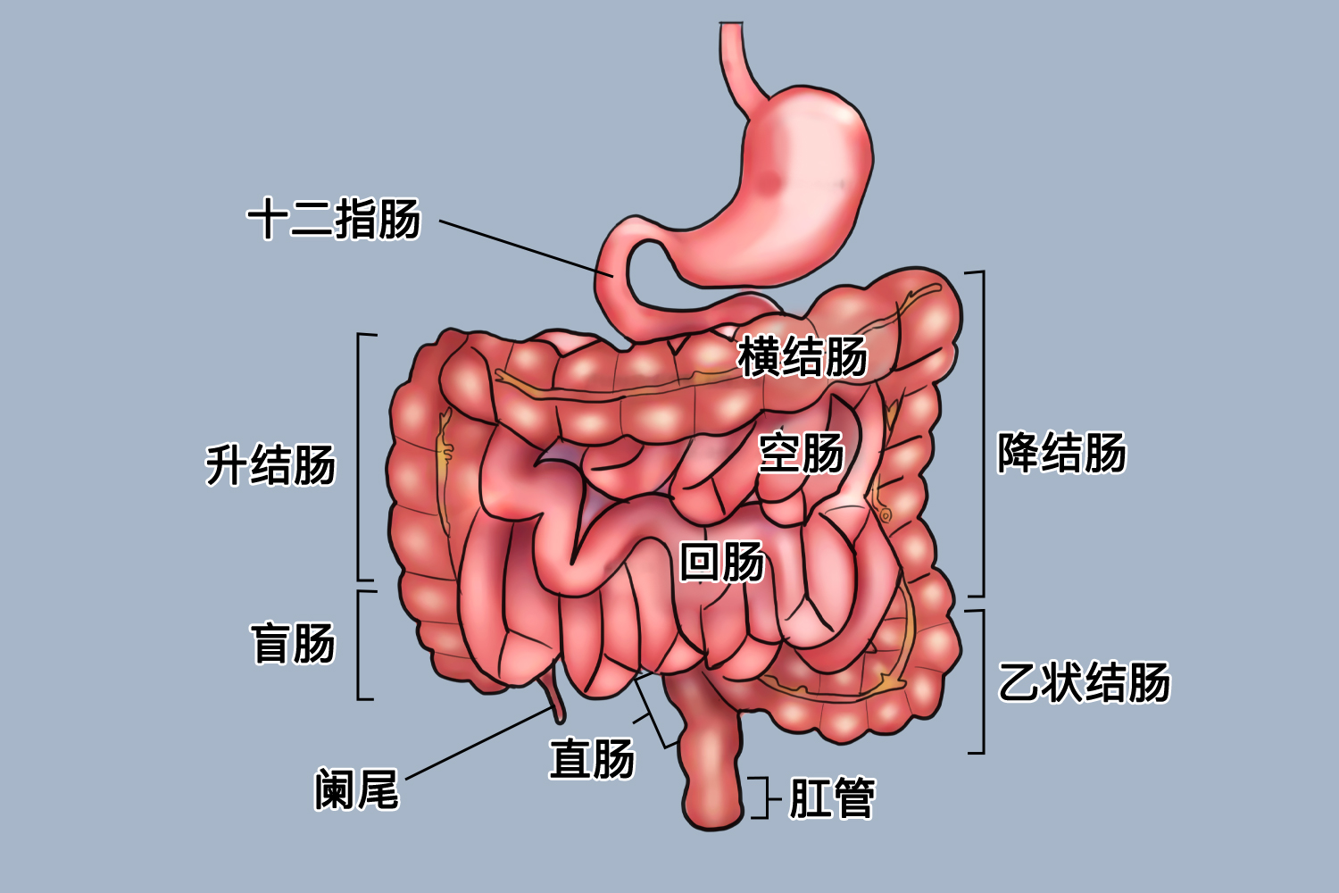 肠道结构图生理作用小肠是进行消化和吸收的重要器官,并具有某些内