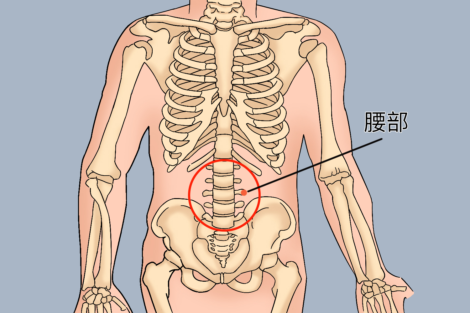 腰部位置前面观图