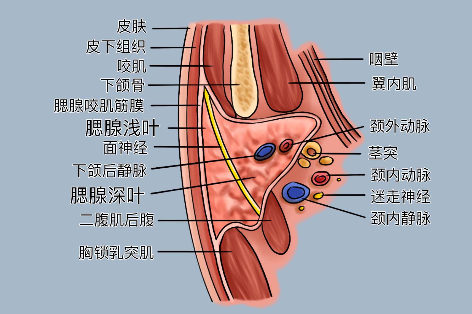 腮腺浅叶和深叶图