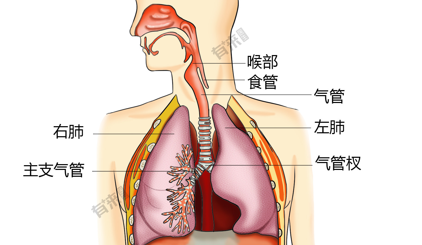 食管与气管位置图图片
